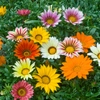 Gazanias