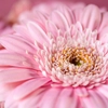 Gerberas