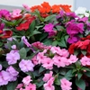 Impatiens