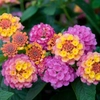 Lantanas