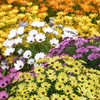 Osteospermums