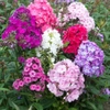 Phlox