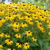 Rudbeckias