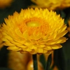 Immortelles