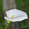 Zantedeschias