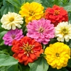 Zinnias