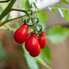 Graines de tomate