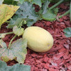 Courges et Courgettes
