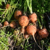 Carottes