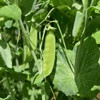 Haricots Pois Fèves
