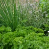 Plantes aromatiques