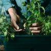 Plants bio