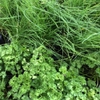 Graines aromatiques bio