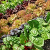 Plants potagers