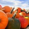 Courges