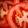 Plants de tomate