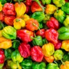 Poivrons et Piments