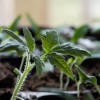 Plants potagers mars