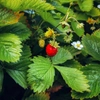 Fraisiers