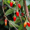 Gojis