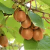 Fruitiers