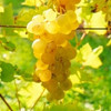 Vignes