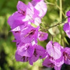 Bougainvilliers