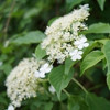 Hortensias grimpants