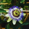 Passiflores