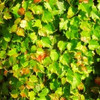 Vignes vierges