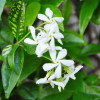 Grimpantes blanches