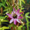 Grimpantes roses