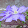 Grimpantes bleues