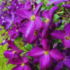 Grimpantes violettes