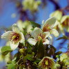 Grimpantes d'hiver