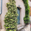 Grimpantes murs et façades