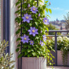 Grimpantes balcons et terrasses