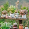 Echeverias