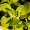 Crassulas