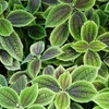 Pileas