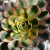 Aeoniums