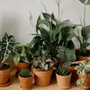 Plantes vertes