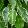 Ficus