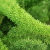 Asparagus
