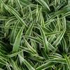 Chlorophytums