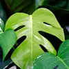 Plantes graphiques