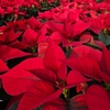 Poinsettias