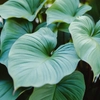 Philodendrons
