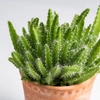 Aporocactus