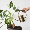 Plantes faciles d'entretien